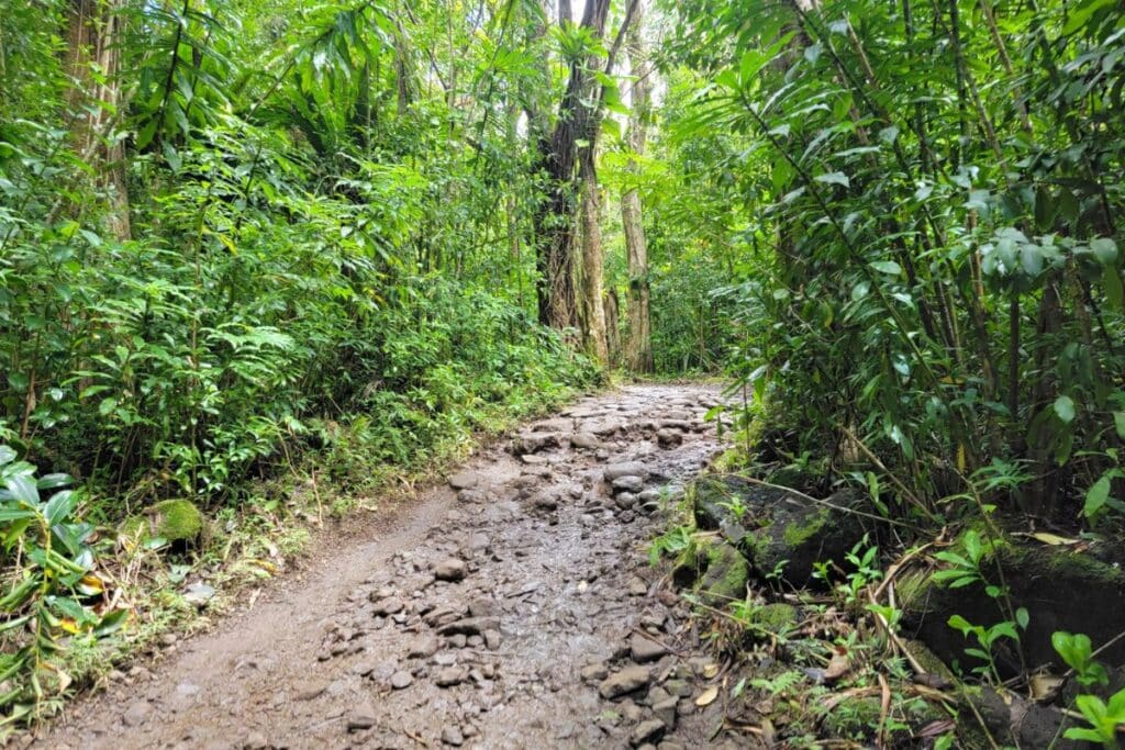 Guide To Manoa Falls Oahu s Jungle Waterfall Hike