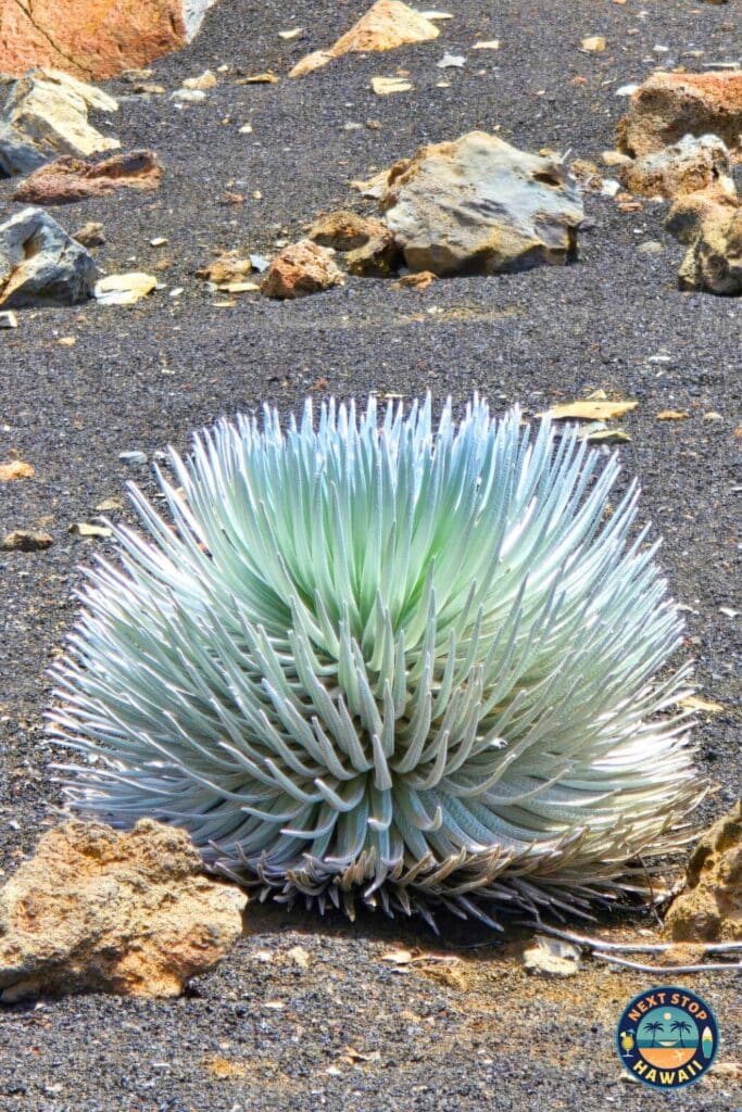Silversword Haleakala Maui Hawaii
