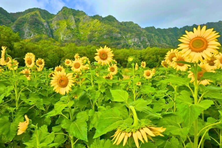 Pumpkins, Sunflowers, & Family Fun at Oahu’s Waimanalo Country Farms! 🌻🎃