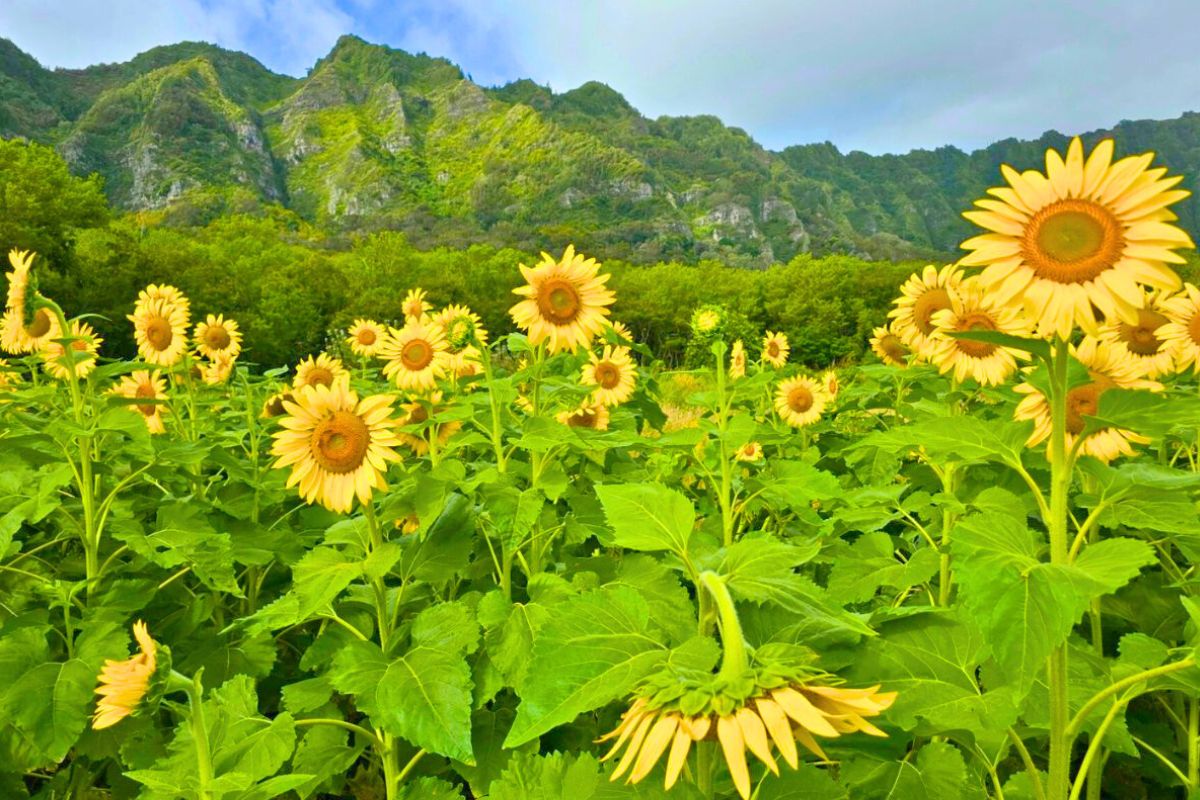 Waimanalo Country Farms Sunflower Fields Oahu Hawaii