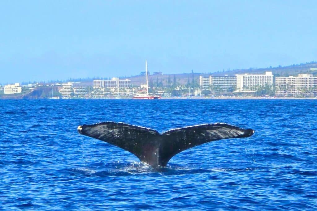 Maui Hawaii Whale Watching Tours
