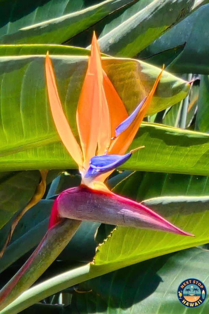 Bird of Paradise Waikiki Oahu Hawaii
