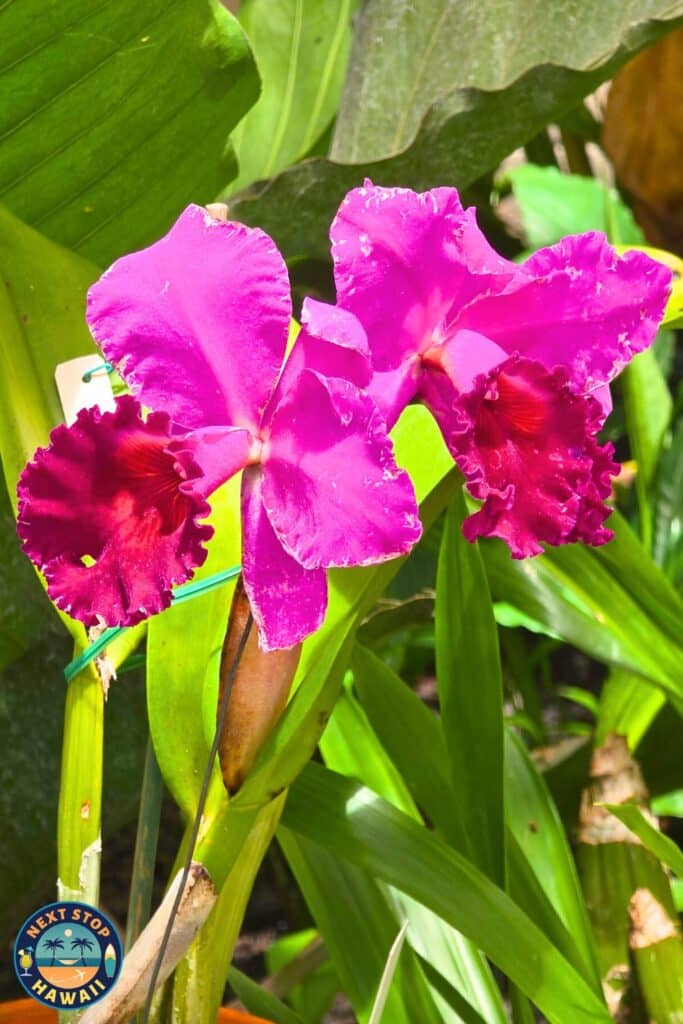 Cattleya Orchids Volcano Queen Hybrid Hawaiian Flowers Foster Botanical Garden Oahu