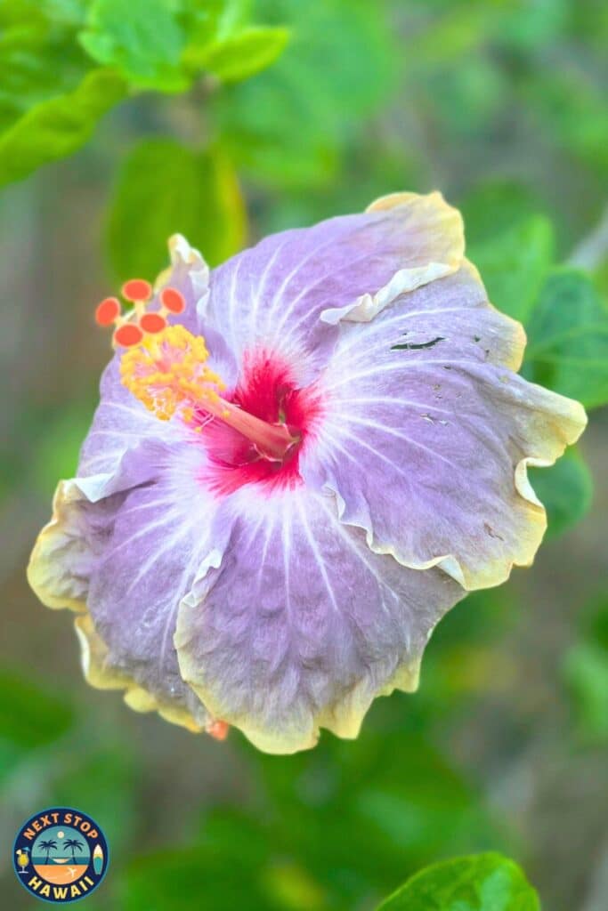 Flowers in Hawaii Lavender Hibiscus Kauai