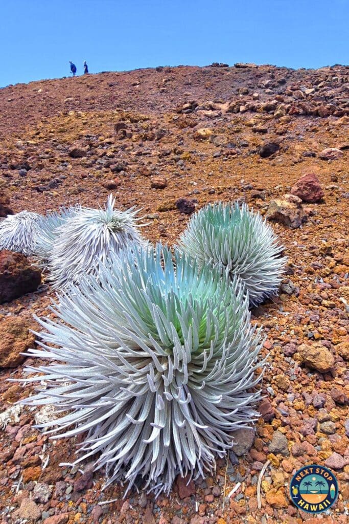Haleakala Silversword Maui Hawaii