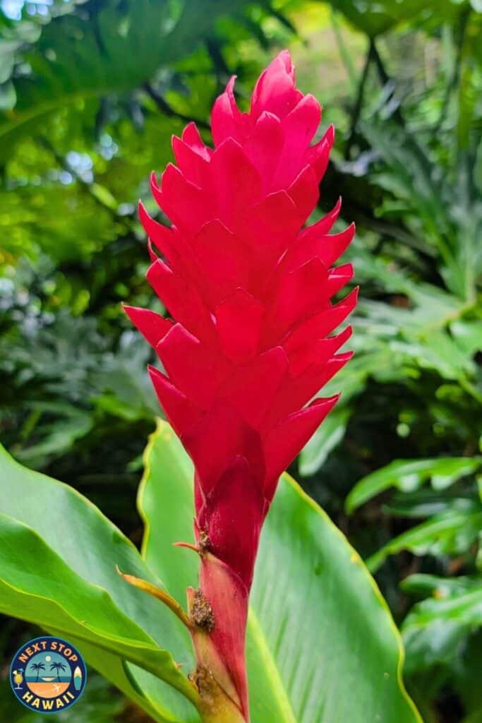 Hawaiian Flowers Red Ginger Waimea Valley Oahu