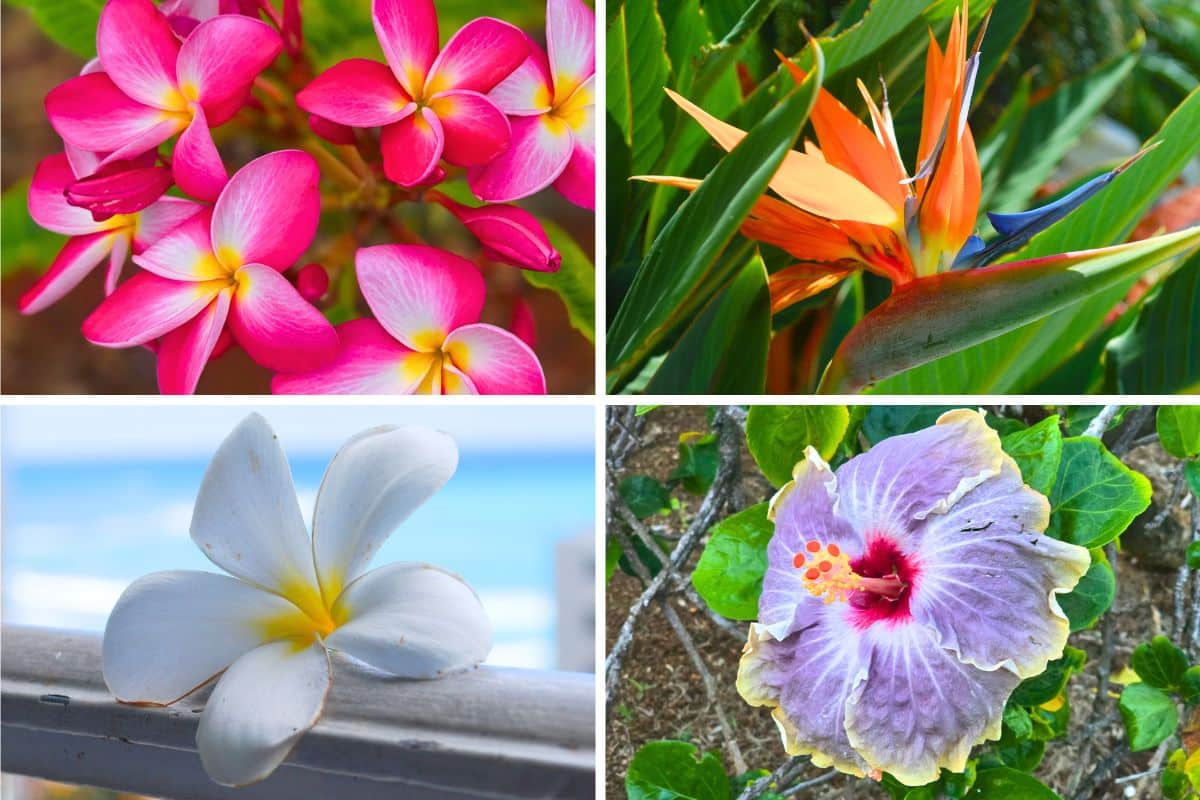 Hawaiian Flowers