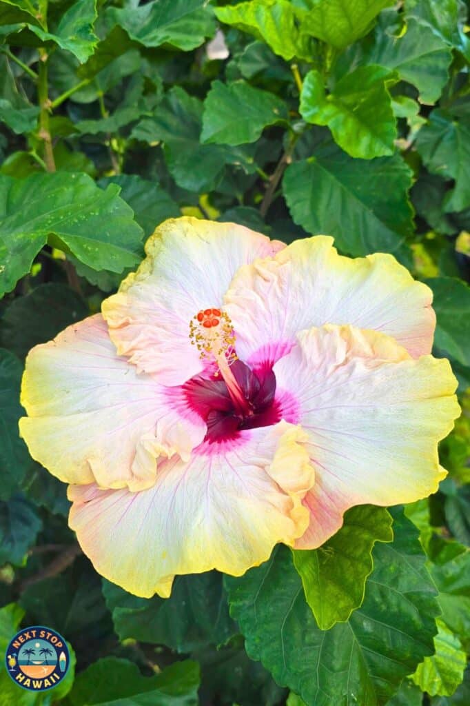 Hibiscus rosa-sinensis Waikiki Hawaii