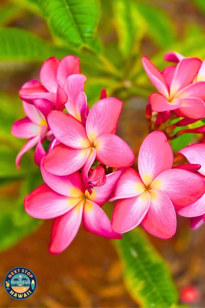 Hawaiian Flowers Pink Plumeria