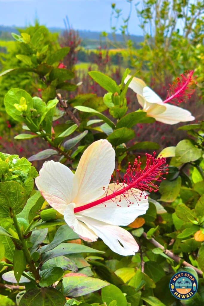 Kula Country Farms Hibiscus waimeae