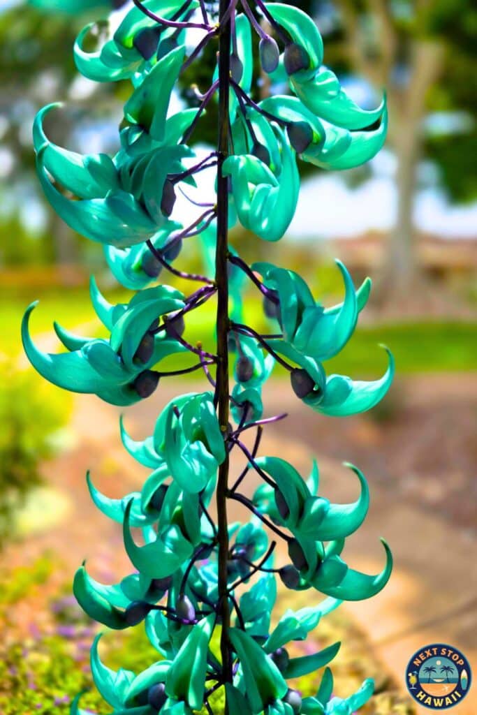 Maui Wine Jade Vine Strongylodon macrobotrys