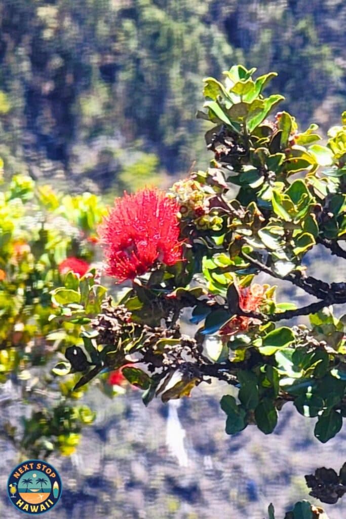 Ohia Lehua Big Island Volcanoes National Park Hawaii