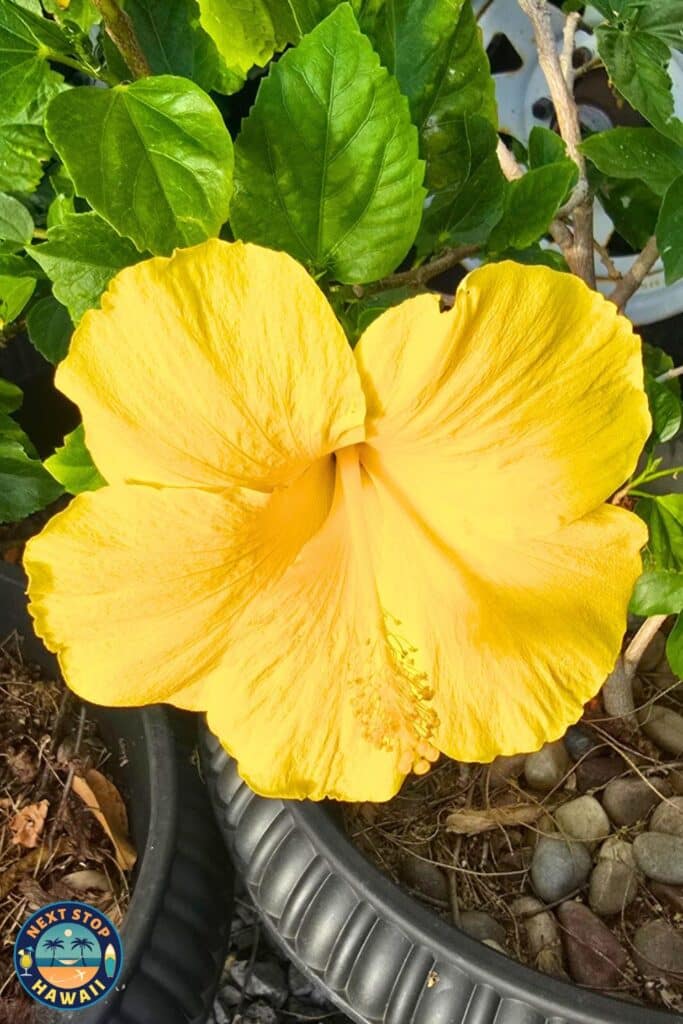 Yellow Hibiscus Hawaii State Flower