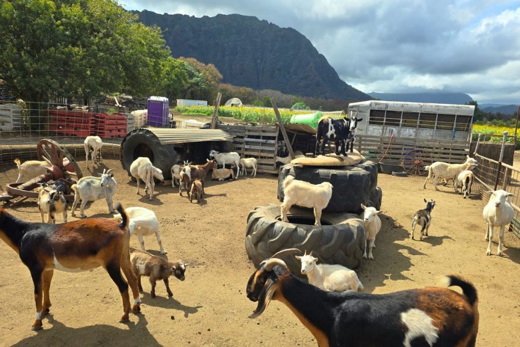 Farm Animals Waimanalo Country Farms