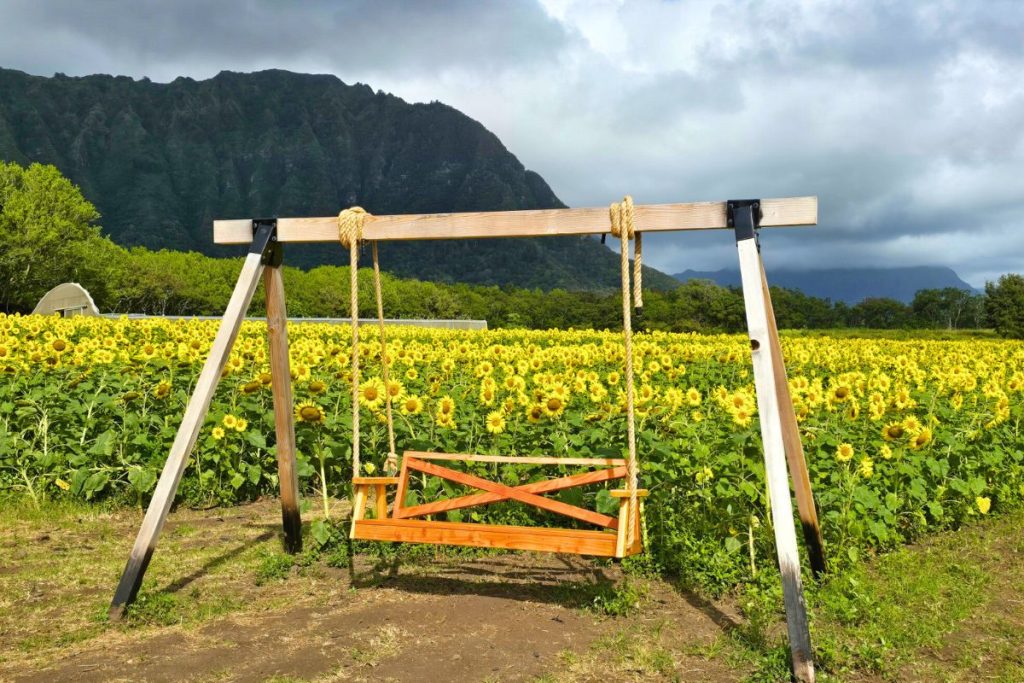 Photo Ops Waimanalo Country Farms Sunflower Fields