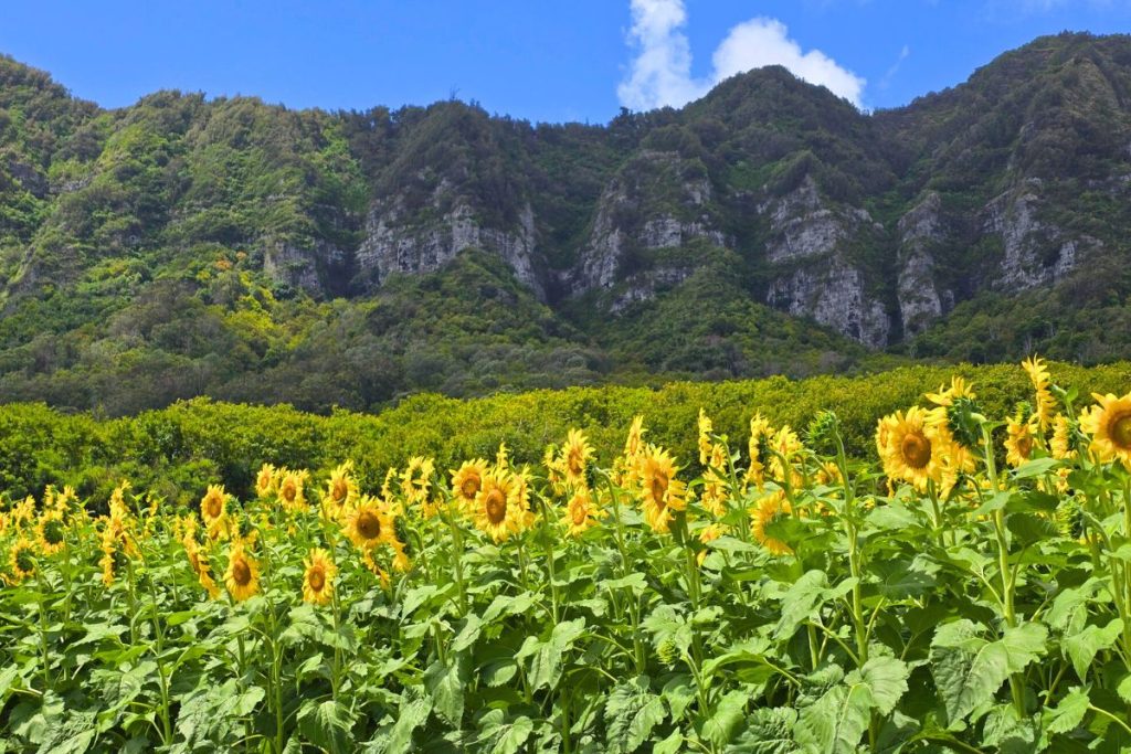 Sunflower Fields Waimanalo Country Farms Oahu Hawaii