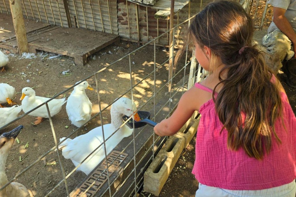 Waimanalo Country Farms Animals Oahu Hawaii