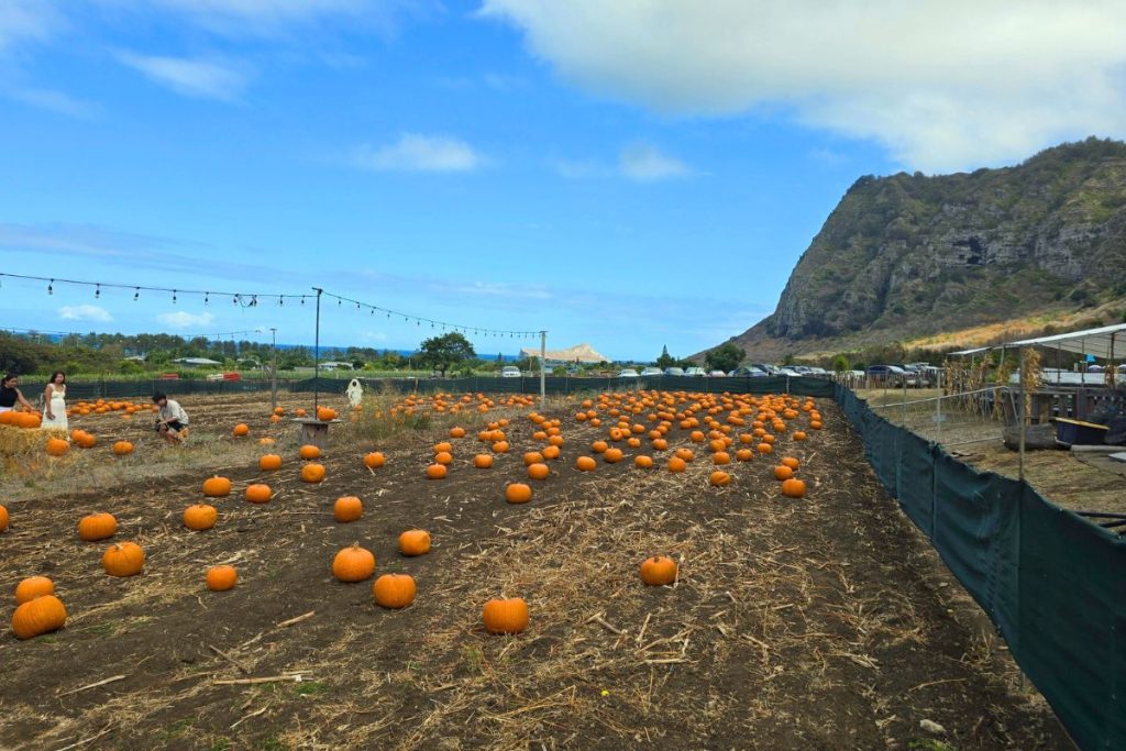 Waimanalo Country Farms Pumpkin Patch
