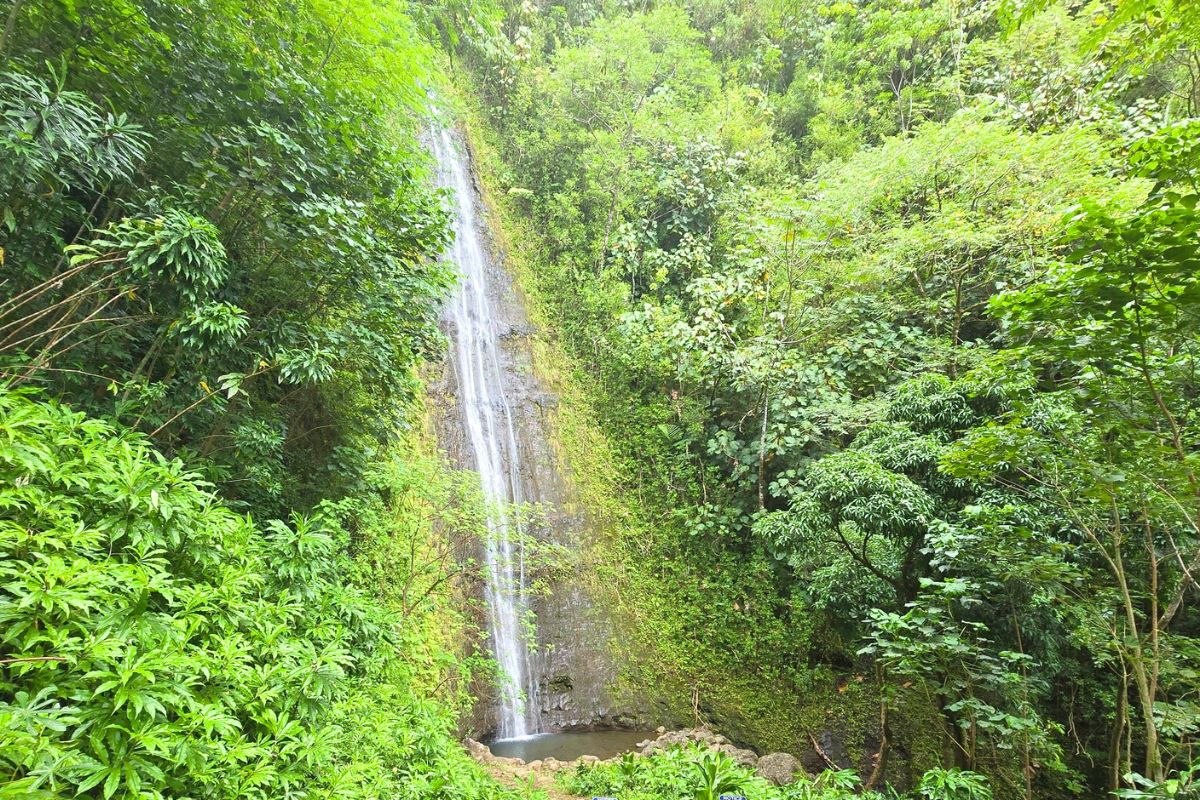 Manoa Falls Oahu Hawaii