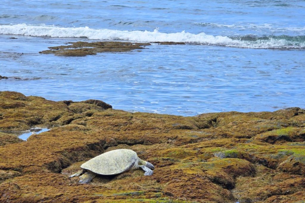 Turtle at Honokonau Beach 