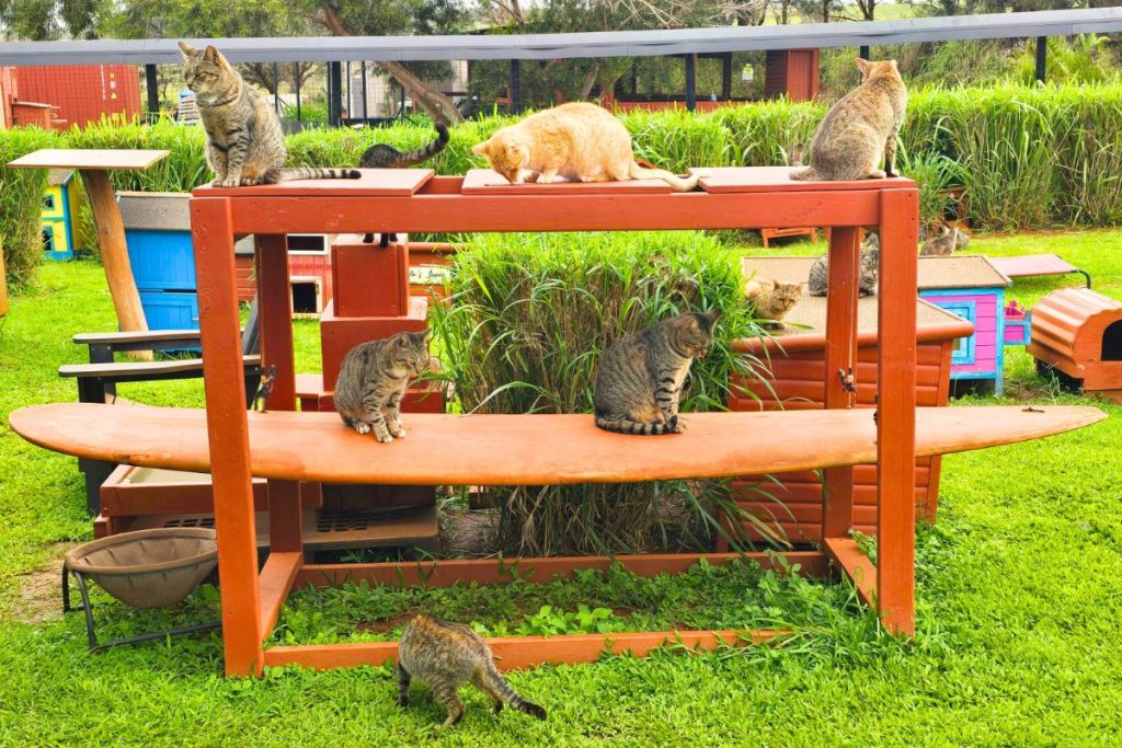 Lanai Cat Sanctuary Hawaii