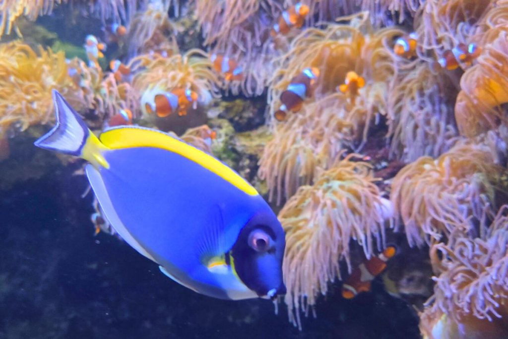 Waikiki Aquarium Honolulu Hawaii
