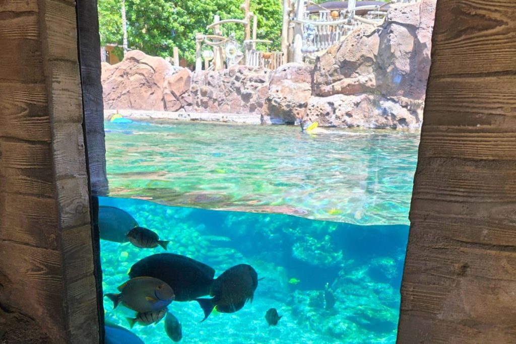 Underwater at Rainbow Reef Aulani Hawaii